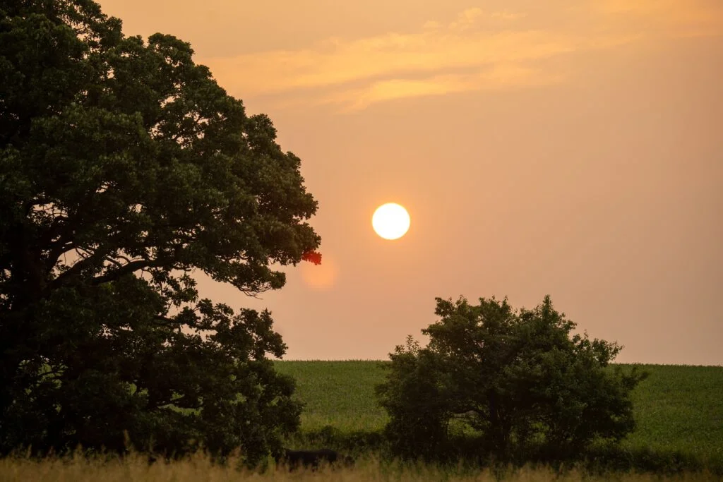 Enjoy the Arkansas Summer Without Hiding From It The sun sets over a green field with two large trees silhouetted in the foreground and a hazy orange sky filled with soft clouds.
