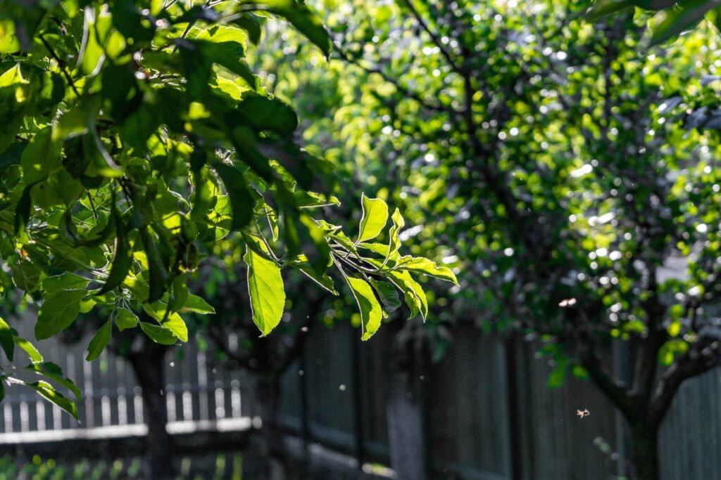Sunlight shines through green leaves on a tree branch in a backyard, with more trees, a wooden fence, and small floating particles visible in the background.