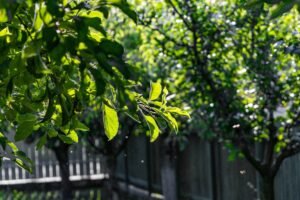 What Makes a Backyard Feel Complete?